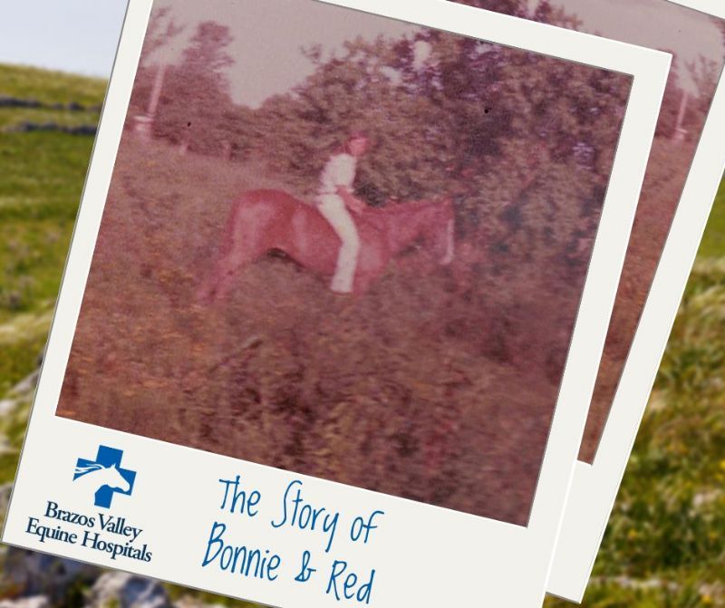 High Grass and a Mangy Horse – The Story of Little Red