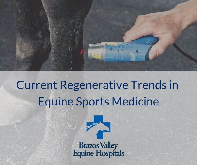 Current Regenerative Trends in Equine Sports Medicine