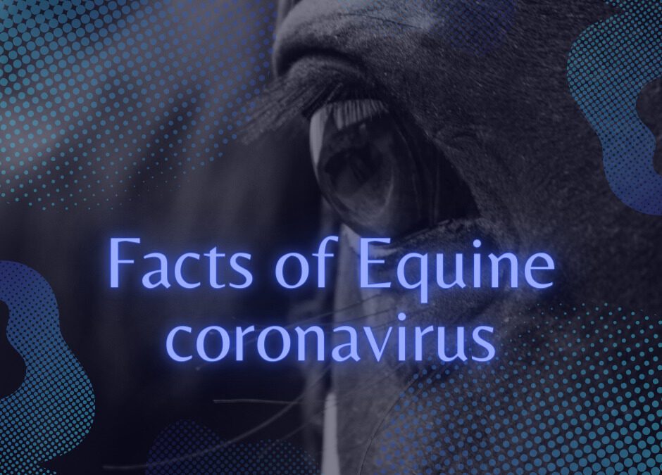 Facts of Equine Coronavirus