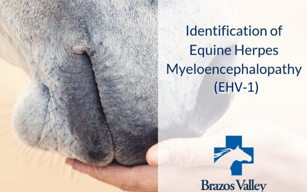 A Review of Equine Herpes Myeloencephalopathy (EHV-1)