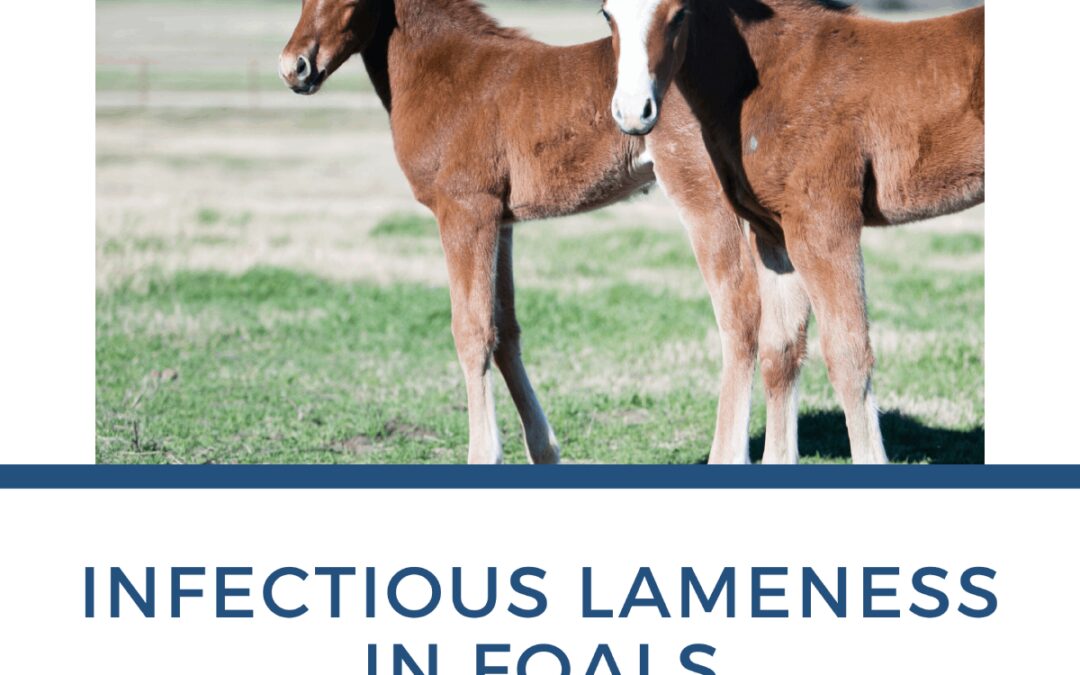 Infectious Lameness in Foals