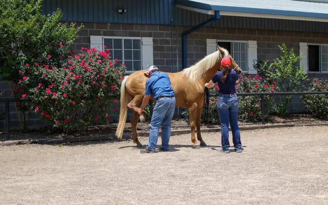 Cypress Horse Injury Recovery: Cutting-Edge Therapies for Peak Performance