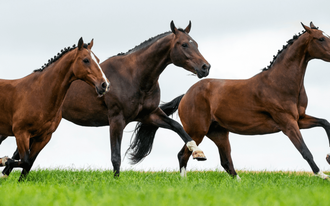 Keeping Your Equine Athlete in Top Shape: Sports Medicine for Peak Performance